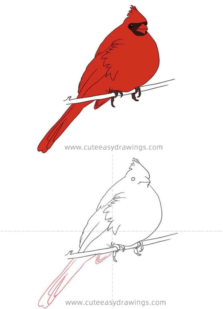 28 Easy Cardinal Drawing Ideas - Solar Living Savvy