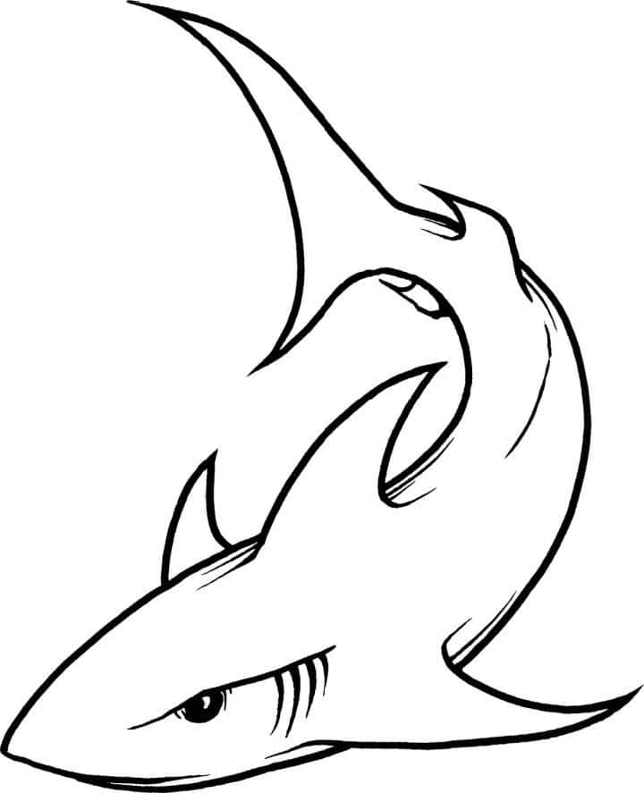 30 Easy Shark Drawing Ideas How To Draw A Shark - Solar Living Savvy